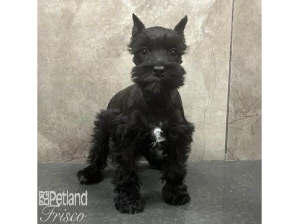 Miniature Schnauzer Dog Female Black 31412 Petland Frisco, Texas