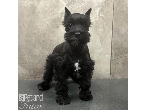 Miniature Schnauzer-Dog-Female-Black-31412-Petland Frisco & Mckinney, Texas