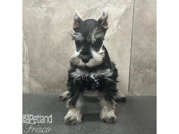 Miniature Schnauzer Dog Male Salt / Pepper 31415 Petland Frisco, Texas