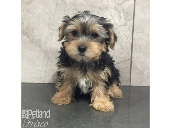 Yorkshire Terrier Dog Male Black / Tan 31348 Petland Frisco, Texas