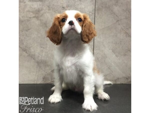 Cavalier King Charles Spaniel-Dog-Female-Blenheim-31353-Petland Frisco, Texas