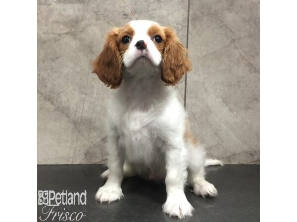 Cavalier King Charles Spaniel Dog Female Blenheim 31353 Petland Frisco, Texas