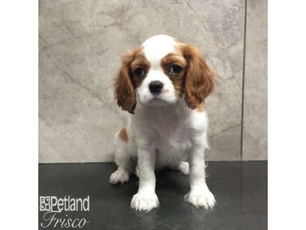 Cavalier King Charles Spaniel Dog Male Blenheim 31356 Petland Frisco, Texas