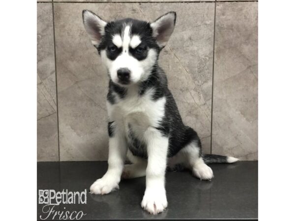 Siberian Husky Dog Female Black and White 31370 Petland Frisco, Texas