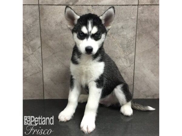 Siberian Husky Dog Male Black and White 31371 Petland Frisco, Texas