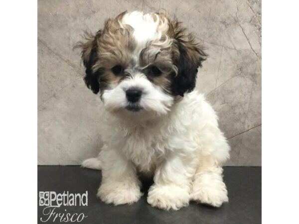 Teddy Bear-Dog-Male-Gold / White-31373-Petland Frisco, Texas