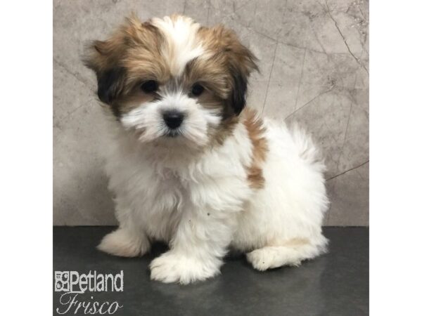 Teddy Bear Dog Male Gold / White 31375 Petland Frisco, Texas