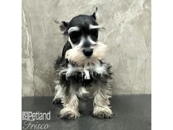 Miniature Schnauzer-Dog-Female-Salt / Pepper-31379-Petland Frisco & Mckinney, Texas