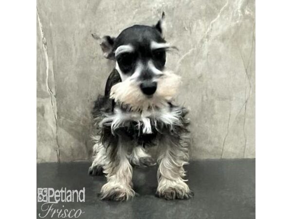 Miniature Schnauzer-Dog-Female-Salt / Pepper-31379-Petland Frisco, Texas