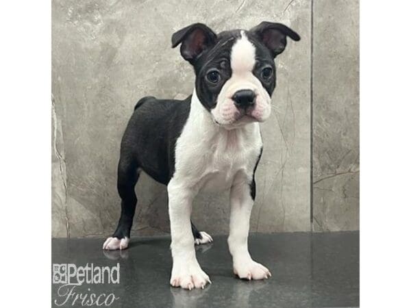 Boston Terrier Dog Male Black / White 31380 Petland Frisco, Texas