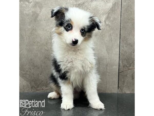 Miniature Australian Shepherd Dog Male Blue Merle 31382 Petland Frisco, Texas