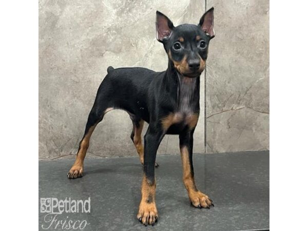 Miniature Pinscher-Dog-Male-Black / Tan-31384-Petland Frisco & Mckinney, Texas