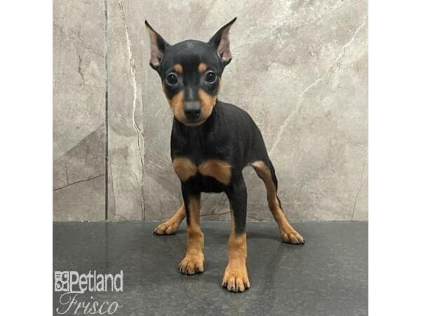 Miniature Pinscher-Dog-Female-Black / Tan-31385-Petland Frisco, Texas