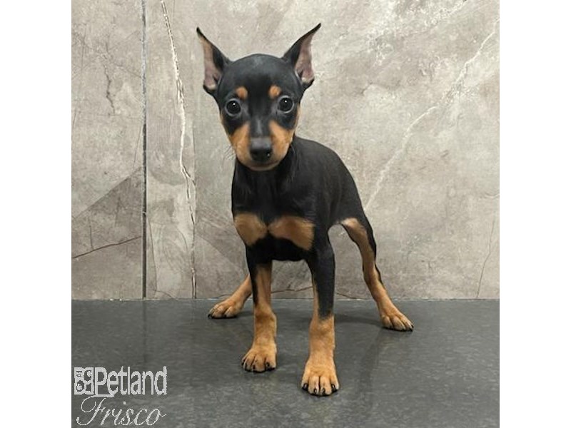 Miniature Pinscher Dog Female Black / Tan 31385