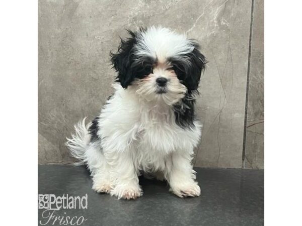 Teddy Bear-Dog-Female-Black / White-31391-Petland Frisco & Mckinney, Texas