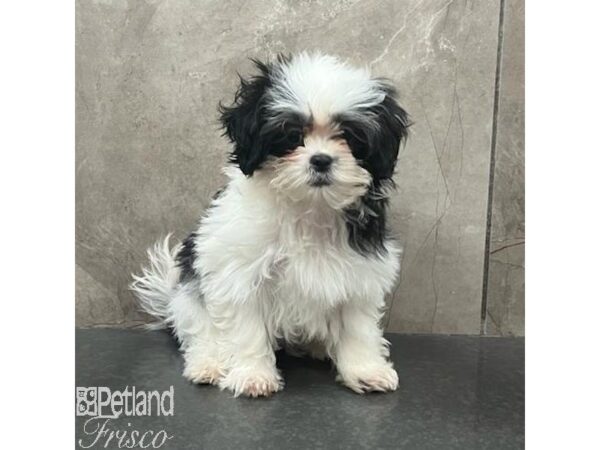 Teddy Bear Dog Female Black / White 31391 Petland Frisco, Texas