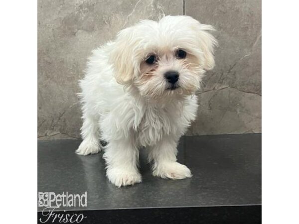 Maltese Dog Male White 31392 Petland Frisco, Texas