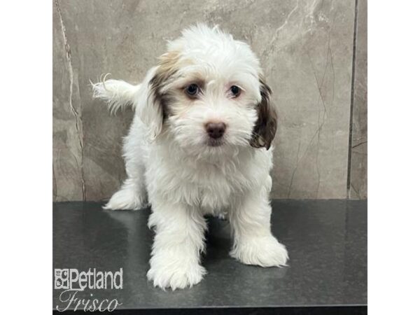 Havanese Dog Male White and Sable 31395 Petland Frisco, Texas