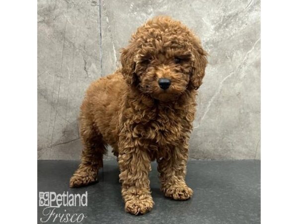 Poodle Dog Female Red 31400 Petland Frisco, Texas