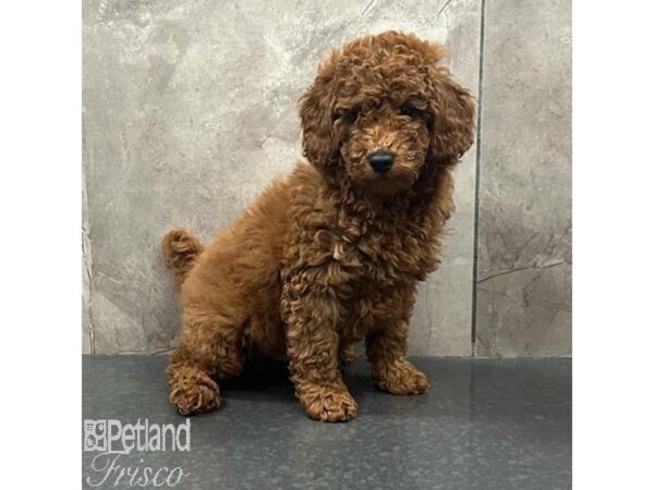 Poodle Dog Male Red 31401 Petland Frisco, Texas