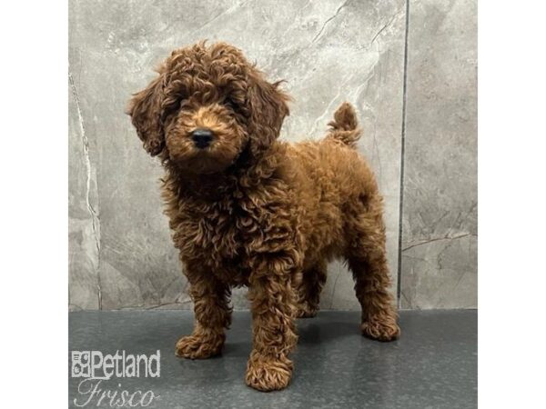 Poodle-Dog-Male-Red-31402-Petland Frisco, Texas