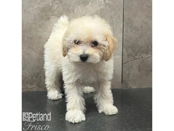 Poochon-Dog-Female-Red-31408-Petland Frisco & Mckinney, Texas