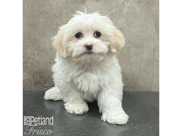 Teddy Bear Dog Male White 31410 Petland Frisco, Texas