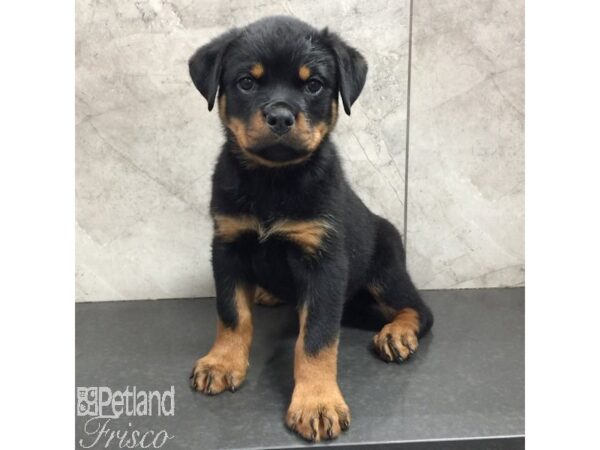 Rottweiler-Dog-Female-Black and Tan-31426-Petland Frisco, Texas