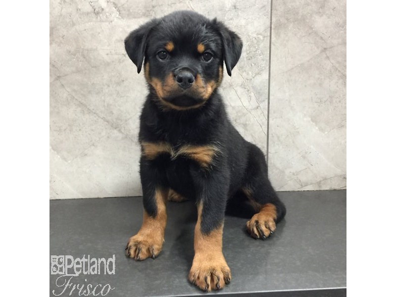 Rottweiler Dog Female Black and Tan 31426