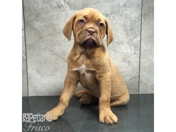 Dogue De Bordeaux-Dog-Female-Red-31429-Petland Frisco & Mckinney, Texas