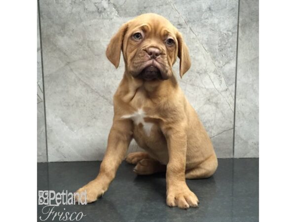 Dogue de Bordeaux Dog Female Red 31429 Petland Frisco, Texas