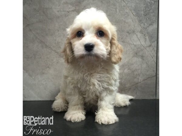 Cavachon Dog Male White / Blenheim 31432 Petland Frisco, Texas