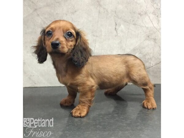 Miniature Dachshund-Dog-Female-Red Brindle-31433-Petland Frisco, Texas