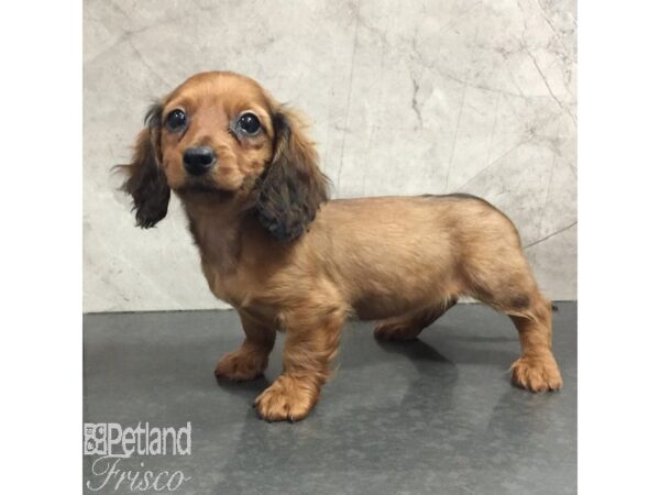 Miniature Dachshund Dog Female Red Brindle 31433 Petland Frisco, Texas