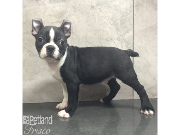 Boston Terrier Dog Male Black / White 31434 Petland Frisco, Texas