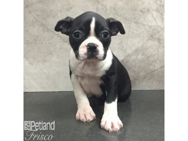 Boston Terrier-Dog-Female-Black / White-31435-Petland Frisco, Texas