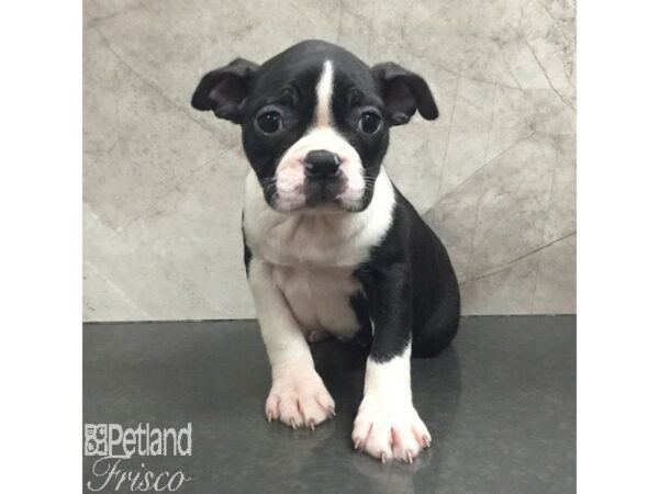 Boston Terrier Dog Female Black / White 31435 Petland Frisco, Texas