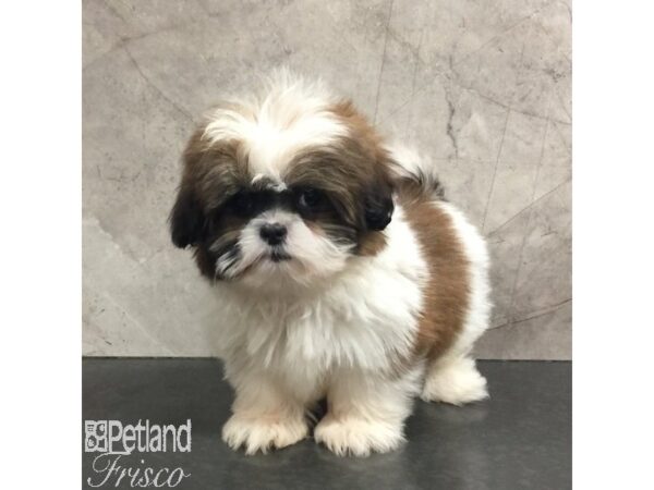 Shih Tzu Dog Female Brindle / White 31438 Petland Frisco, Texas