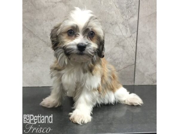 Havanese Dog Female Sable / White 31439 Petland Frisco, Texas