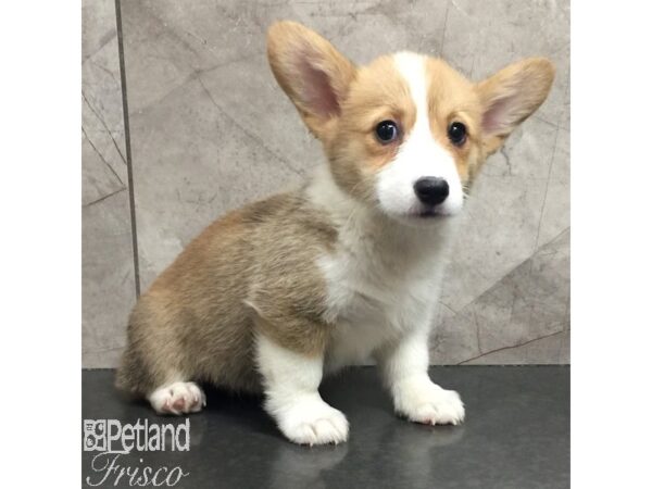 Pembroke Welsh Corgi Dog Female Red / White 31440 Petland Frisco, Texas