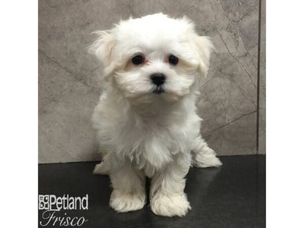 Maltese-Dog-Female-White-31441-Petland Frisco, Texas