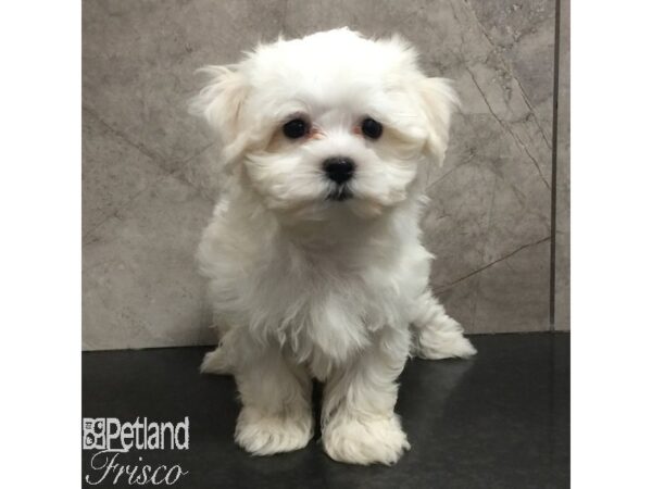 Maltese Dog Female White 31441 Petland Frisco, Texas