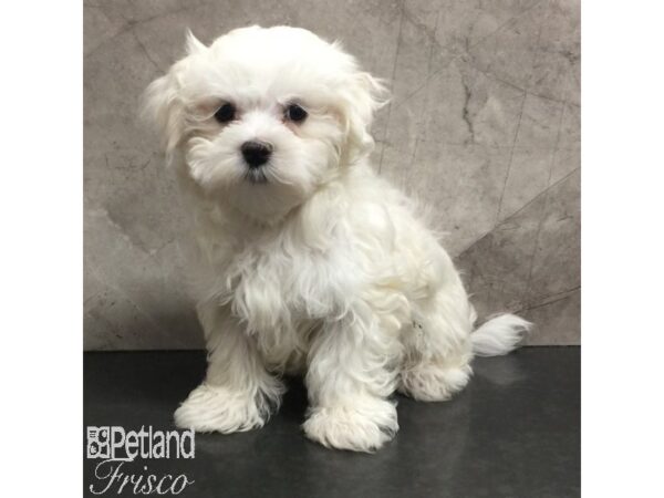 Maltese-Dog-Female-White-31442-Petland Frisco, Texas