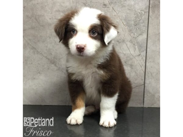Australian Shepherd-Dog-Male-Red Tan / White-31443-Petland Frisco & Mckinney, Texas