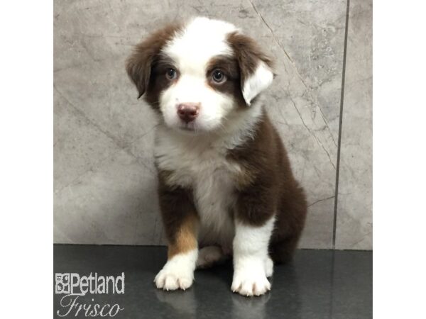 Australian Shepherd Dog Male Red Tan / White 31443 Petland Frisco, Texas