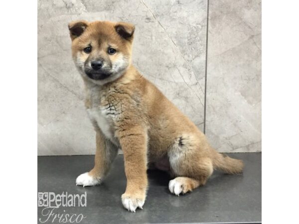 Shiba Inu Dog Male Red 31449 Petland Frisco, Texas