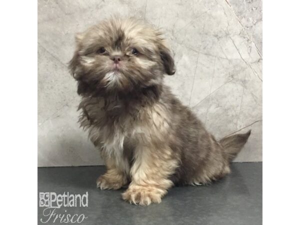 Shih Tzu-Dog-Female-Grizzle-31454-Petland Frisco & Mckinney, Texas
