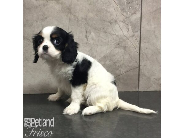 Cavalier King Charles Spaniel Dog Female Black White / Tan 31456 Petland Frisco, Texas