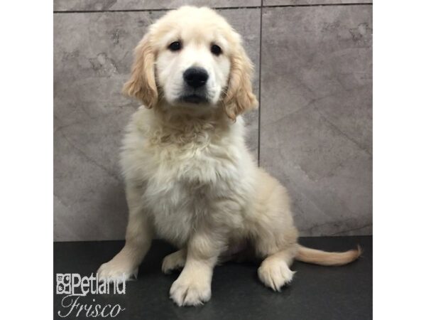 Golden Retriever Dog Male Light Golden 31459 Petland Frisco, Texas