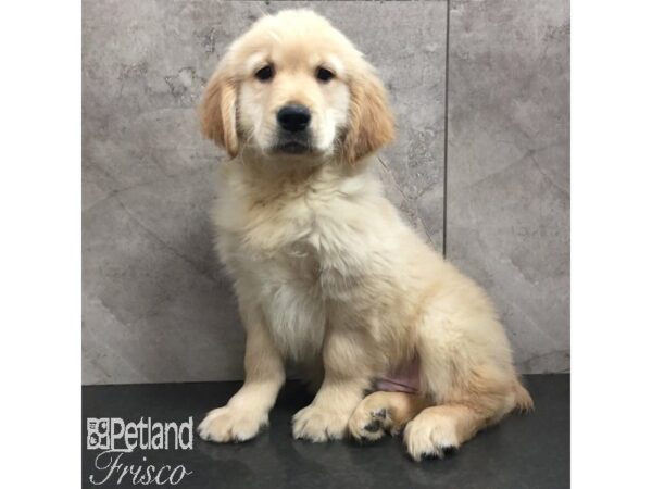 Golden Retriever Dog Male Light Golden 31460 Petland Frisco, Texas